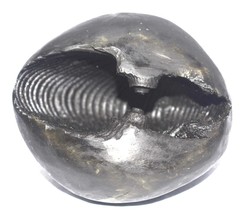Rare Big Size Parshurama Shaligram - Gandaki River Nepal - $222.75