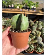 Cactus Bishop&#39;s Cap Hat Astrophytum Myriostigma 4 Inch Live Plant - £18.87 GBP