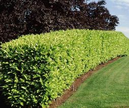 2-3&quot; Tall Live Plants 2 Cherry Laurel Shrubs/Hedges/Trees - £75.24 GBP