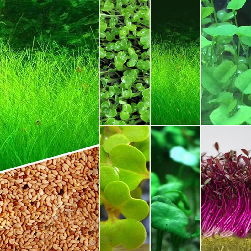 Aquarium Plant Seed Fish Tank Aquatic Water Grass Carpet Foreground Easy... - $5.49