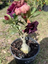 Adenium Obesum Desert Rose Grafted Plant Double Purple BAREROOT - £27.24 GBP