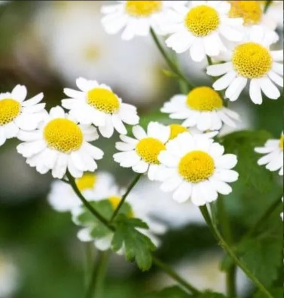 Roman Chamomile Seeds (Anthemis Nobilis) Organic Fresh Seeds - £12.01 GBP