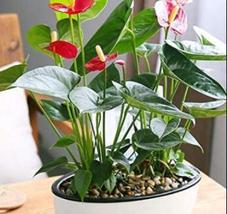 120Pcs/Bag Anthurium Bonsai Indoor Potted Hydroponic Flowers Seeds_Tera ... - $3.99