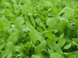 1000+ Arugula Seeds  Roquette Rocket Herb Garden Heirloom NON-GMO  - £7.01 GBP