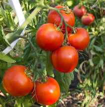 HS  50 Seeds Arkansas Traveler Tomato Juicy Tomatoe Vegetable Garden Edible Food - £3.52 GBP