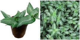 Puppy Ears Plant Callisia elegans - 2.5&quot; Pot- Houseplant/Terrarium/Fairy Garden - £27.16 GBP