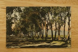 Vintage Postcard Eucalyptus Drive Westgate Near Soldier&#39;s Home California 8937 - £8.56 GBP