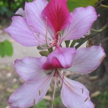 New Fresh USA Seller Bauhinia Variegata Kachnar Mountain Ebony 5 Seeds - £14.20 GBP