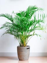 10 Seeds Golden Cane Palm ( Dypsis lutescens) - $7.45