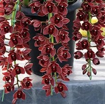 NEW 100 Pcs Dark Red Chinese Cymbidium Orchid See ed Home Garden Flower See ed I - £6.11 GBP