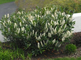 15 Schip Laurel shrub-hedge (Prunus laurocerasus 'Schipkaensis') image 1
