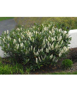 15 Schip Laurel shrub-hedge (Prunus laurocerasus &#39;Schipkaensis&#39;) - $89.95