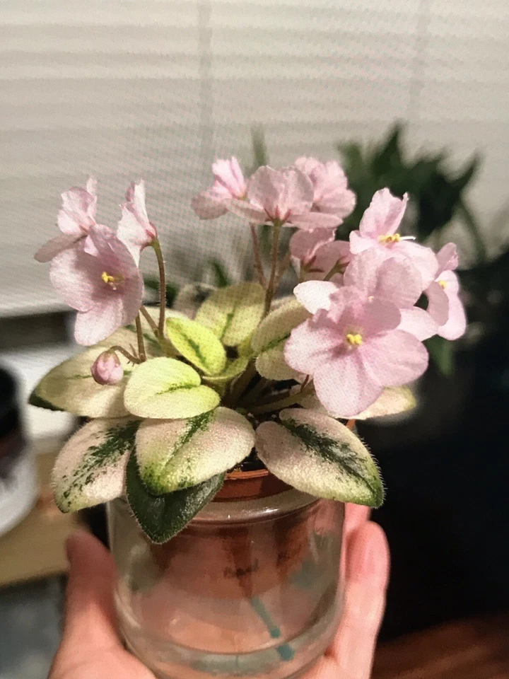 African violet Plant “Rob&#39;s Bad Bunny” Variegated, Semimini - USA Seller  - $38.99