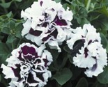Double Purple White Petunia 250 Pure Seeds Flowers Garden Planting Peren... - $5.99