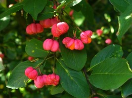 KKG Euonymus Europaeus Spindle Tree Seeds Fresh Garden - $185.64 MXN