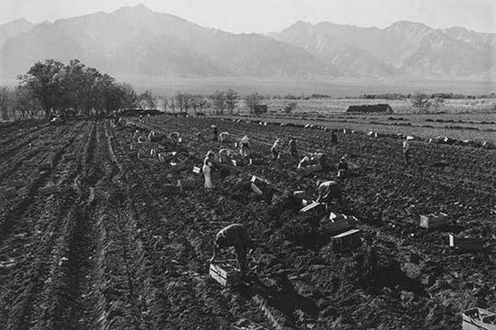 Primary image for Potato Fields by Ansel Adams - Art Print