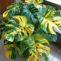 JGBO 10 Seeds Sun Kissed Monstera House Plant Tropical Tree Yellow Green Leaves - £8.07 GBP