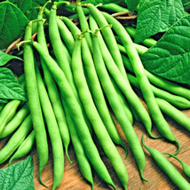 Bloomys 100 Seeds Blue Lake Bush Green Bean Heirloom Non-Gmo Tasty Hardy... - £7.37 GBP