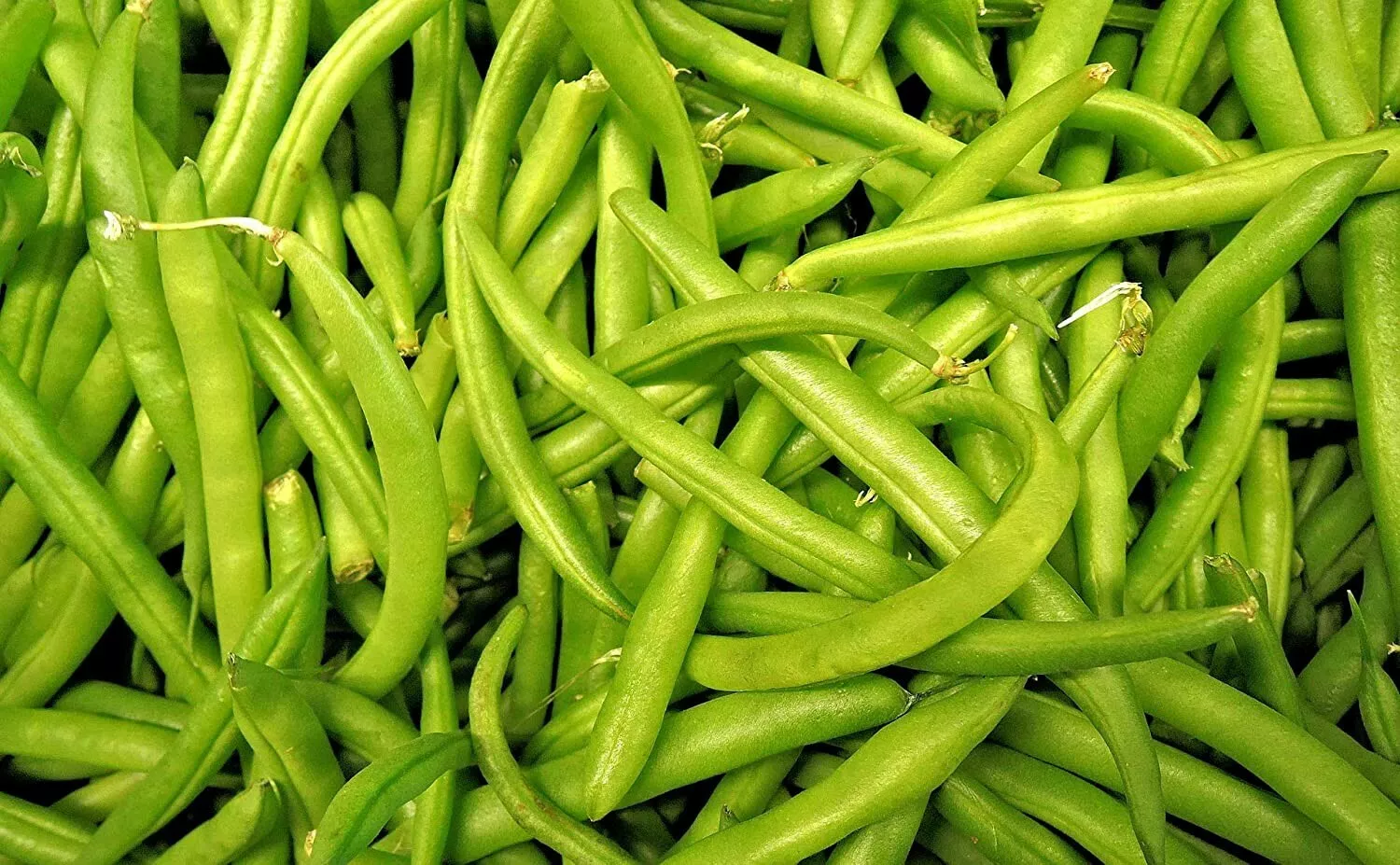 CONTENDER BUSH GREEN BEAN SEEDS 2.0oz 100 + SEEDS AWESOME 2024 - $9.99