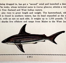 Mako Shark 1939 Salt Water Fish Art Gordon Ertz Color Plate Print PCBG19 - $29.99