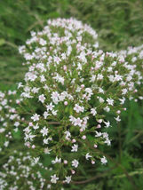 50 Valeriana Officinalis Seeds Valerian Root Perennial Medicinal Sleep Herb - £4.70 GBP