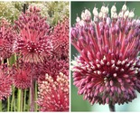 100 Seeds Allium Red Mohican Flowers Garden - £35.35 GBP
