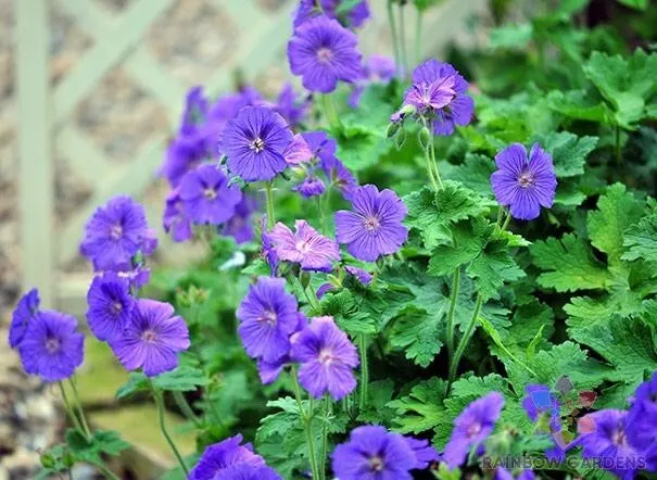 SKMO Johnson&#39;s Blue Geranium Vegetable Heirloom 25 Seeds Bulk Indoor Gardening  - $11.60