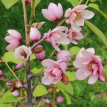 USA SELLER Fairy Blush Michelia Doltsopa Magnolia Tree Pink Fragrant Blooms Well - $119.98