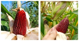 60+ Strawberry Corn Seeds Vegetable Garden Culinary Ornamental Free Shipping - £13.36 GBP