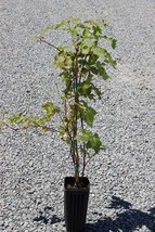 Boysenberry Thornlessr 5Gallon Rubus Ursinus Var. Loganobaccus Fruit Tree Live P - $79.15