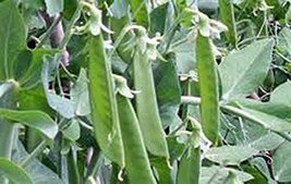 Pea Seed, Lincoln Peas, Heirloom, Non GMO, 100 Seeds, Perfect Peas - £2.38 GBP