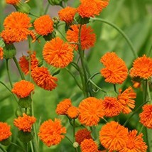 Poet Orange Tassel Flower Tasselflower Emilia Javanica Aster Fresh Seeds From US - $15.10