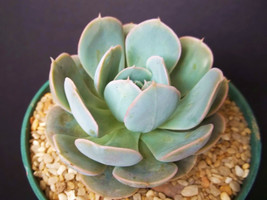 Echeveria derenbergensis exotic hens & chick rare succulent cactus plant 4" pot - $16.99