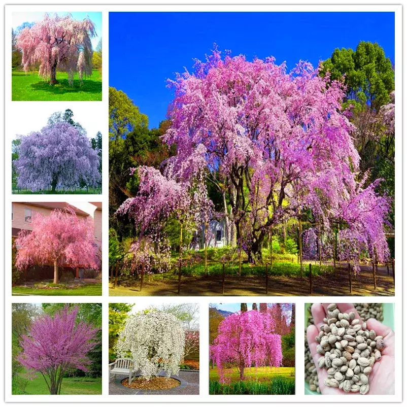 20 SEEDS for MIXED COLORS WEEPING SAKURA CHERRY tall tree - $11.08