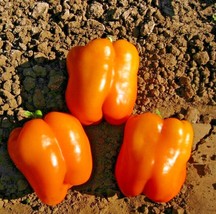 51+Orange Sun Sweet Bell Pepper Seeds Organic Vegetable Patio Container Fresh - £6.71 GBP