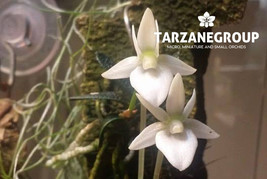 ANGRAECUM URSCHIANUM MINI MINIATURE ORCHID MOUNTED - $79.00