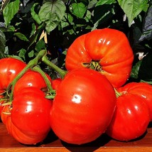 Minusink Lion Tomato Early Russian Variety Seeds Grown To Organic Garden... - £9.20 GBP