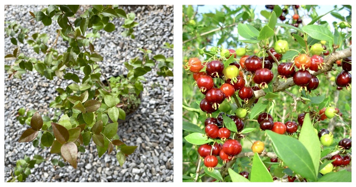 Primary image for 24”-36” Large Pitanga (Eugenia uniflora) Surinam cherry Tropical Live Fruit Tree