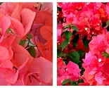 Bougainvillea MISS MANILLA Small Well Rooted Starter Plant - $44.93