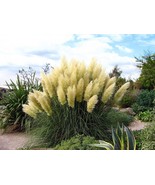 White Pampas Grass Plant Cortaderia selloana 2.5&quot; Pot - $24.99