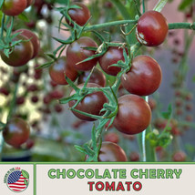 10 Chocolate Cherry Tomato Seeds Heirloom Non Gmo Genuine Home Garden - £6.88 GBP