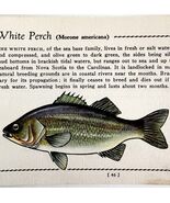 White Perch 1939 Fresh Water Fish Art Gordon Ertz Color Plate Print PCBG20 - $42.03 CAD