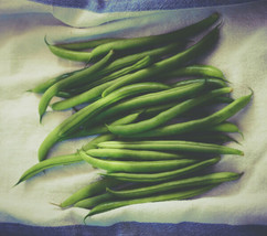 77  Tendergreen Green Bean Seed Yummy! Low Maintenance - Garden Fresh an... - £14.86 GBP