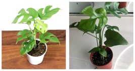 4&quot; Pot - Mini Monstera Ginny Plant, Philodendron Piccolo, Mini Split Leaf - Live - £52.37 GBP
