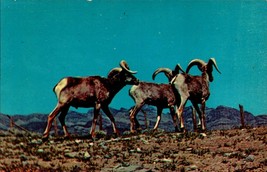 Vintage Chrome Postcard - Big Horn Sheep -Three Rams- bk41 - £1.55 GBP