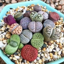 Lithops Mixed Seeds 400 Seeds INTERNATIONAL SHIP - £27.13 GBP