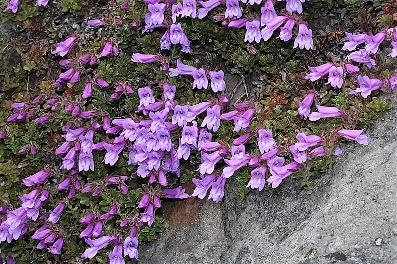 Fresh New 50 Alpine Penstemon Davidsonii Davidson S Beardtongue Purple Flower Se - £11.20 GBP