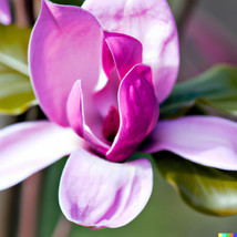 SR12Store 10 Magnolia Lily Seeds Magnolia Liliflora Pink Flowering Tree US Produ - £6.80 GBP