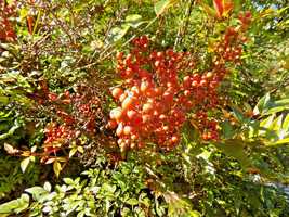 Fast Ship USA Seller 12 Royal Princess Heavenly Bamboo Seeds Nandina Domestica R - £10.09 GBP