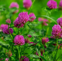 Red Clover - Seeds - Organic - Non Gmo - Heirloom Seeds – Flower Seeds - $5.71